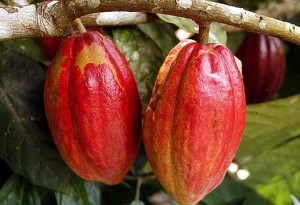 Cocoa stakeholders agree to proposed $2,600 floor price