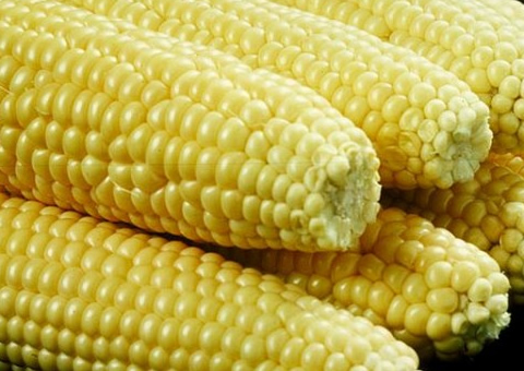 Ministry releases seven hybrid maize varieties   