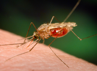 Ghana intensifies prevention interventions to achieve malaria elimination target