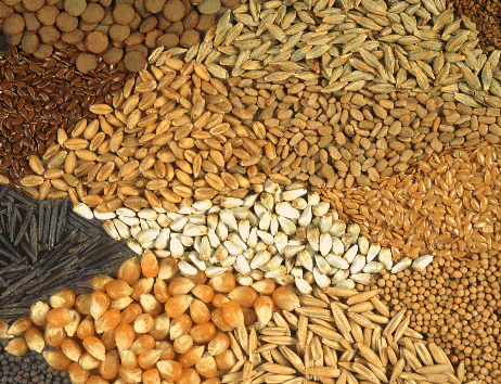 Stakeholders meet in Kenya, discuss seed systems and regulatory support 