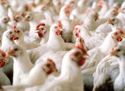 Minister urges Ghanaians to venture into poultry business