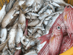 Ministry of Fisheries collaborates with Norway to manage challenges 