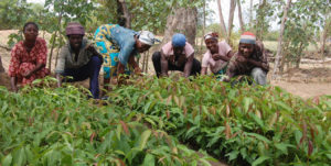 Smallholder farmers in Bongo District exploit indigenous farming technologies