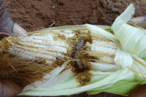 FAO commends Director of PPRSD on Armyworm fight