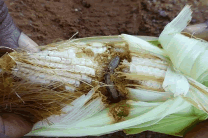 Outbreak of Fall Southern armyworm in Africa