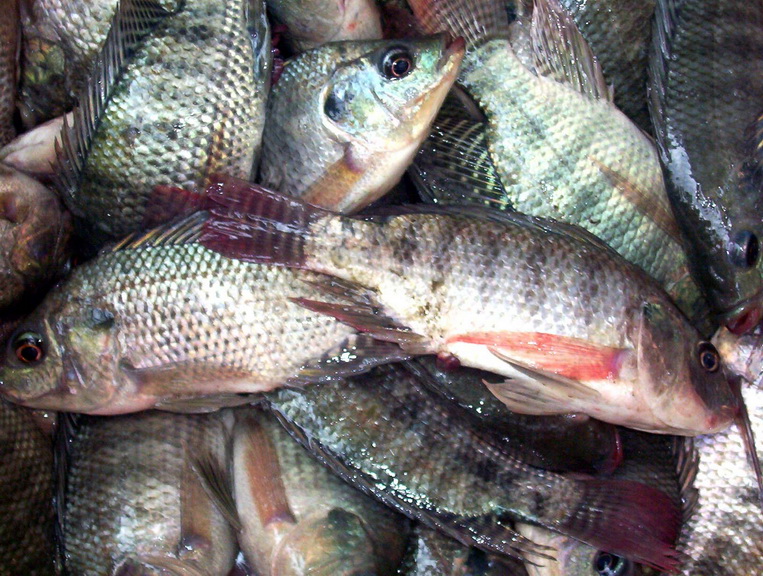 Price of tilapia goes up after Akosombo Dam spillage? 