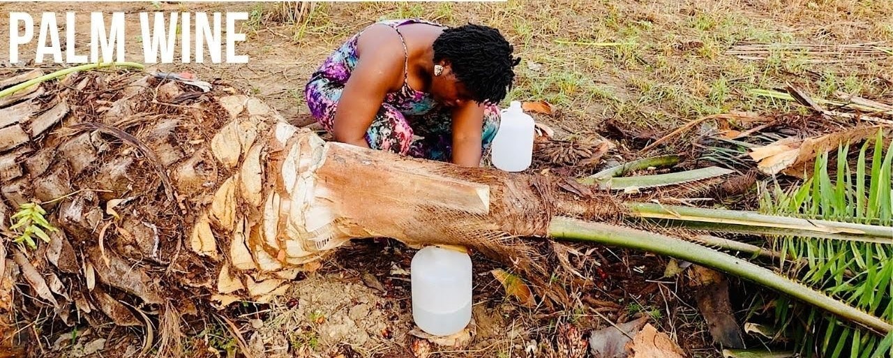 Traditional palm wine tapping not affected by technological advancement