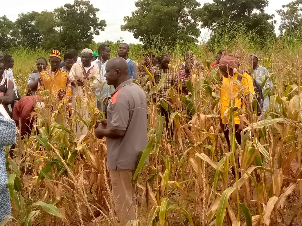 CSIR-SARI showcases stress-tolerant, hybrid maize to farmers  