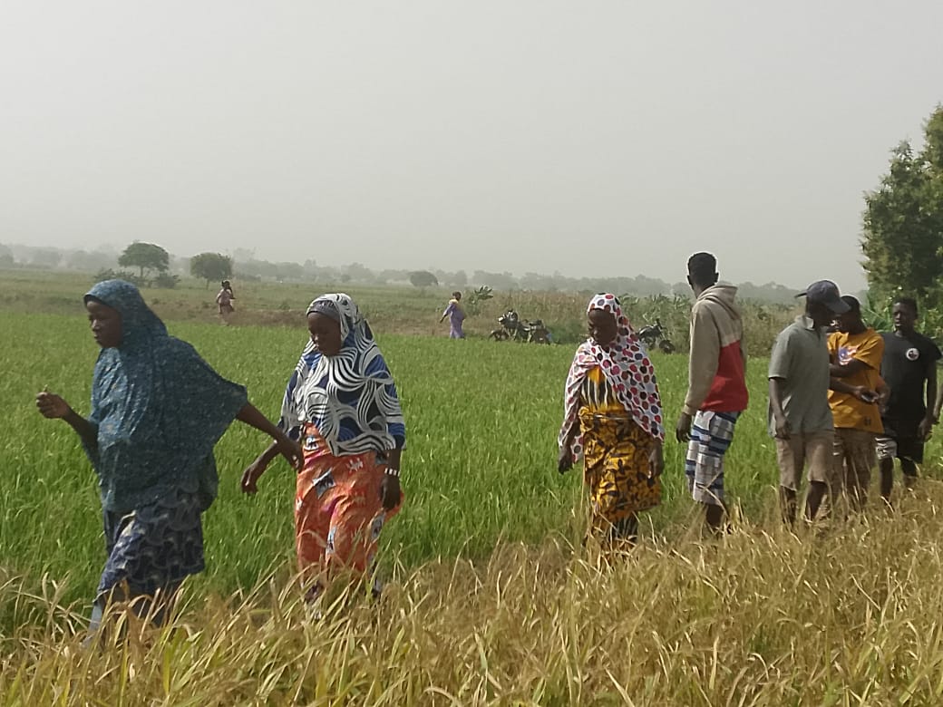 CSIR-SARI showcases SRI technology to scale up climate-resilient rice production 